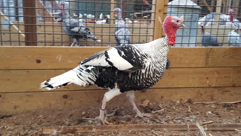 Kalkoenen | Passend advies | Meerdere dieren, Dieren en Toebehoren, Meerdere dieren, Kalkoen