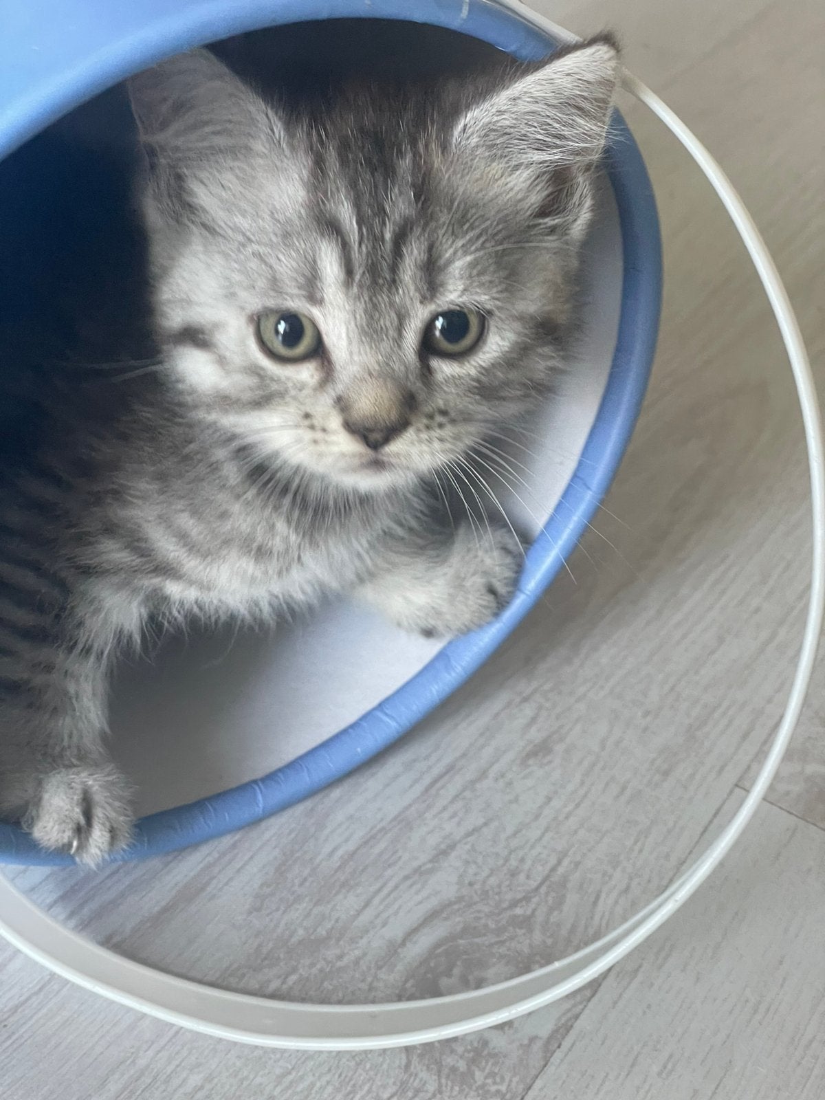 Lieve kitten!, Dieren en Toebehoren, Poes, Ontwormd