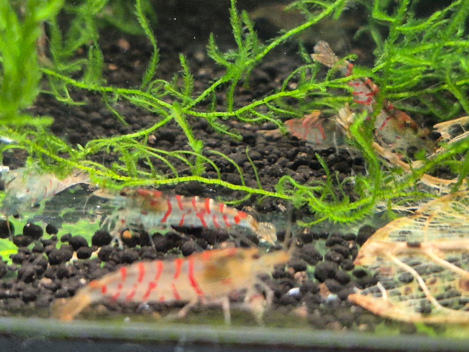 Calceo Red Tger high grade garnalen rood. Caridina, Kreeft, Krab of Garnaal