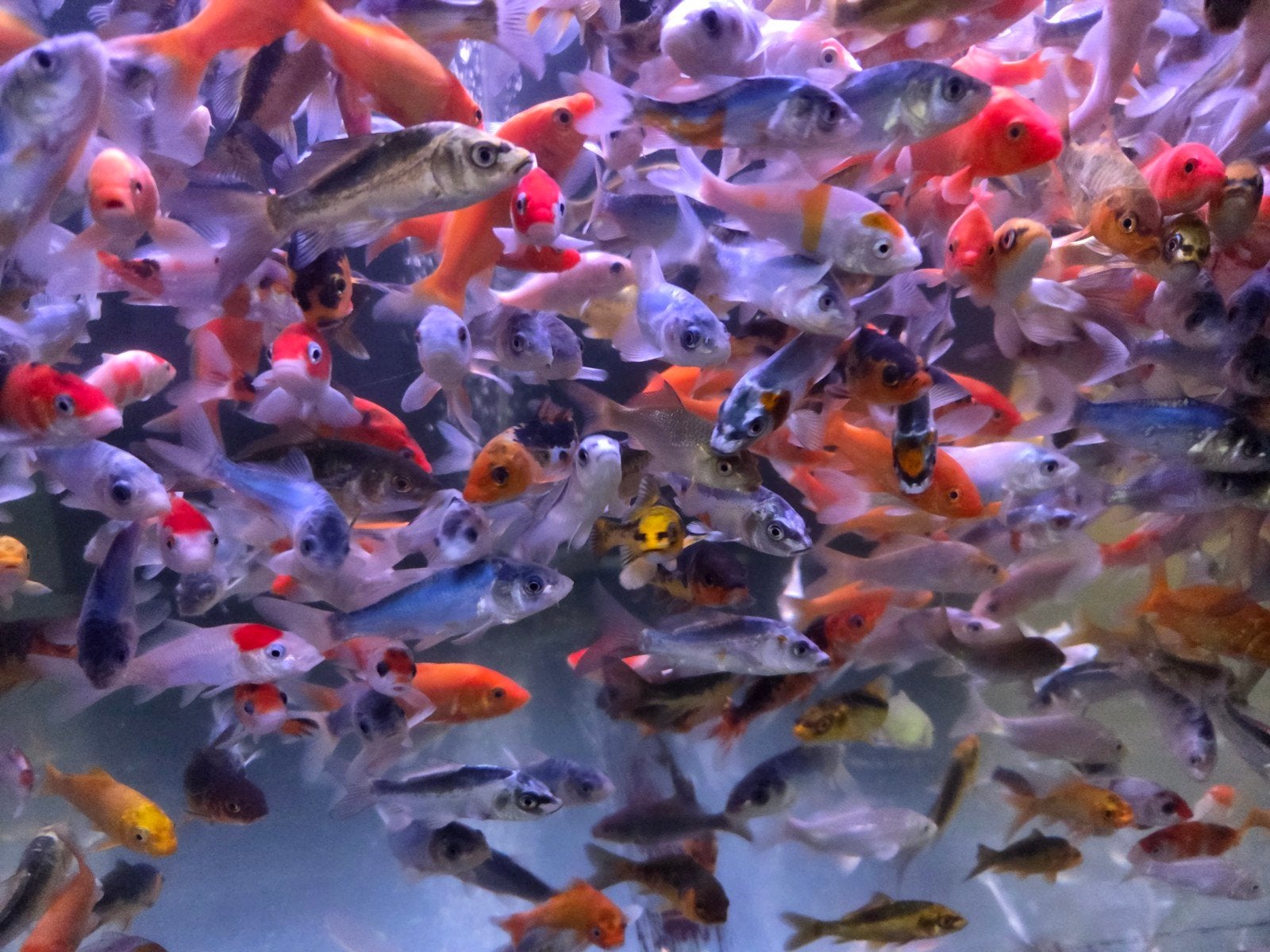 Mooie Koi mix 8 - 10 cm / Koidreams Viskwekerij, Karper of Koi