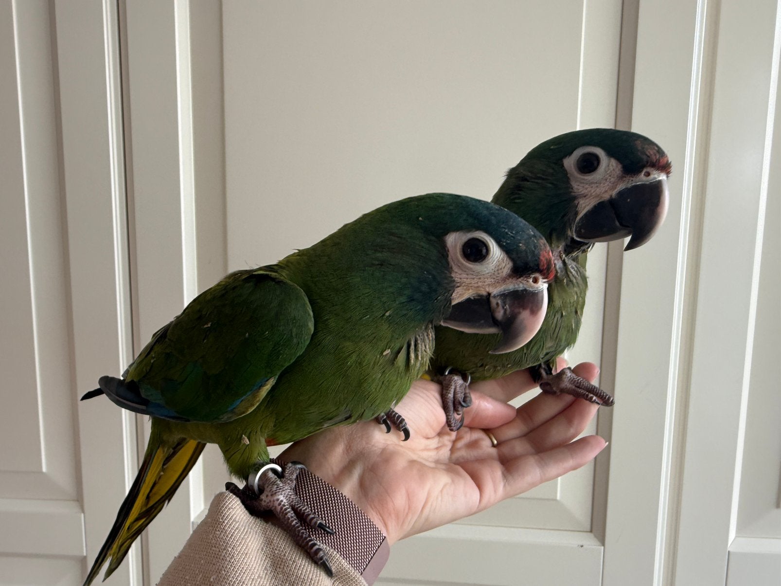 0-2 jonge handtamme ara maracana zusjes, Dieren en Toebehoren, Vogels | Parkieten en Papegaaien, Vrouwelijk, Papegaai, Pratend