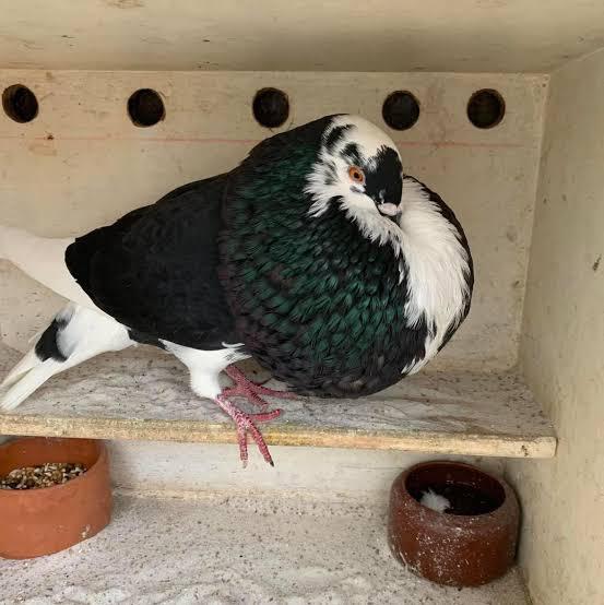 Gezocht!!?, Dieren en Toebehoren, Vogels | Duiven, Meerdere dieren, Kropper
