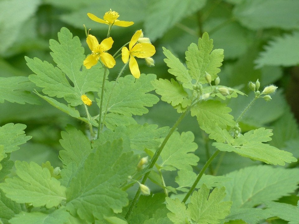 Bio zaden Stinkende gouwe - Chelidonium majus | Inheems, Verzenden, Voorjaar, Volledige schaduw, Zaad