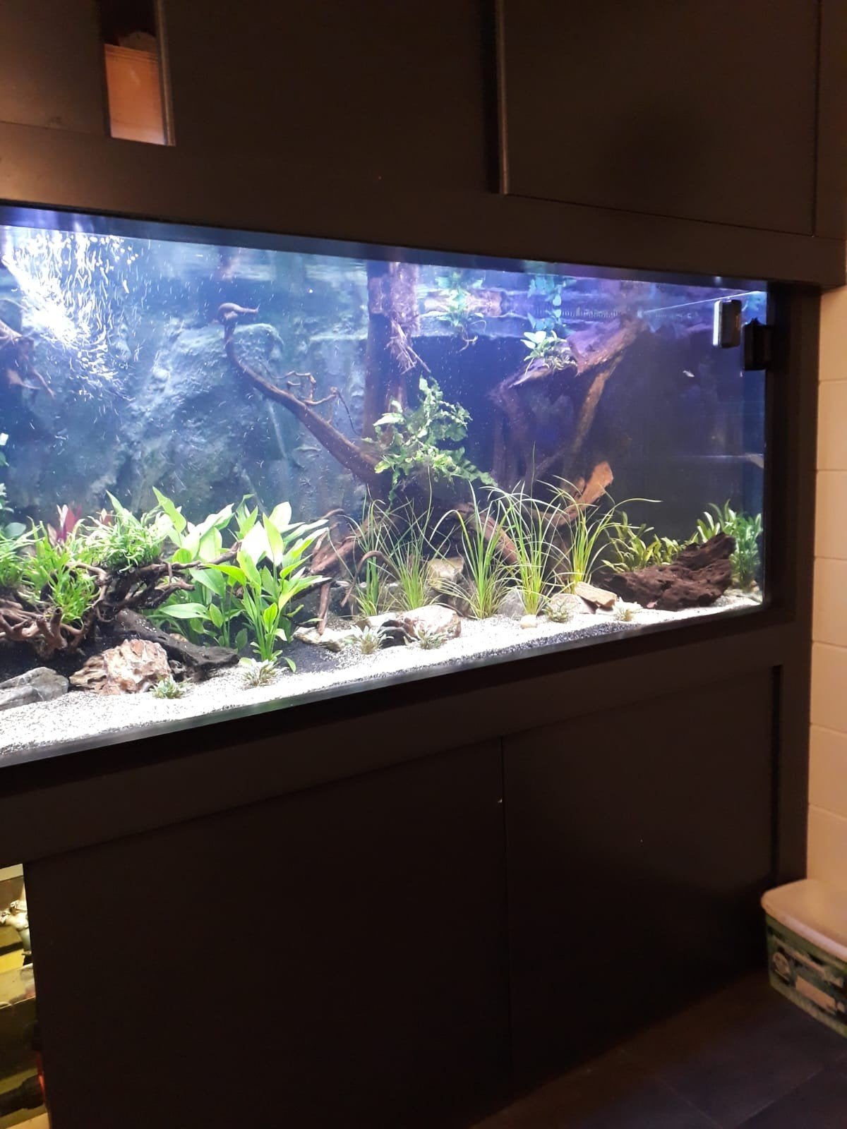 Aquarium 3300 mm x 800 mm x 800 mm., Vis, Zoetwatervis