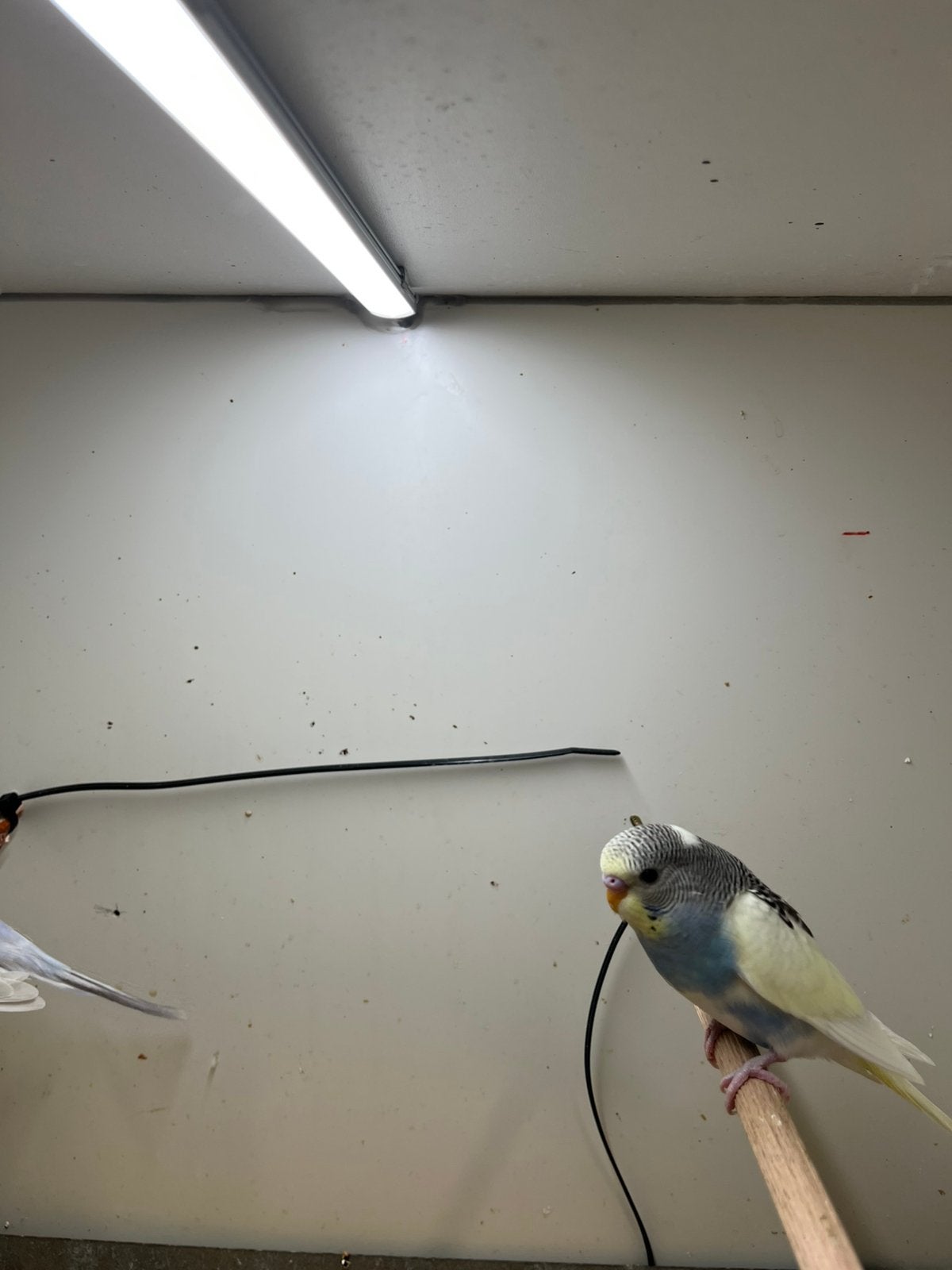 Jonge grasparkiet, Dieren en Toebehoren, Vogels | Parkieten en Papegaaien, Meerdere dieren, Parkiet