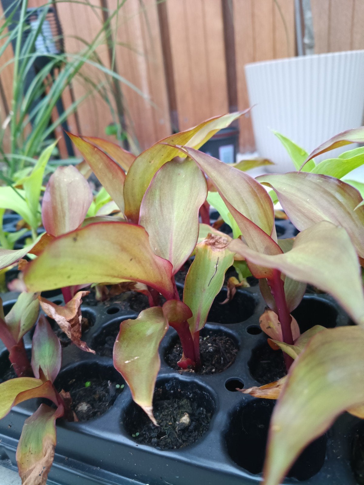 Canna stekken, Ophalen, Vaste plant, Overige soorten, Volle zon