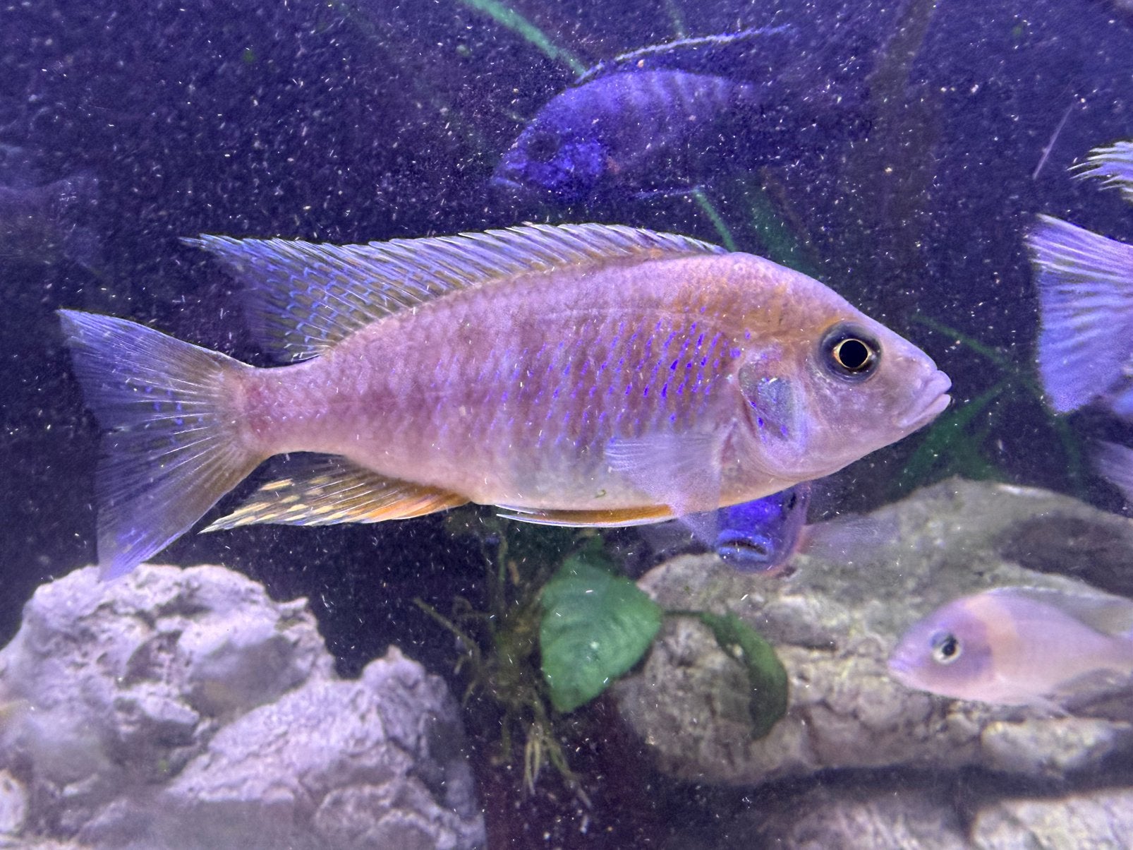 Aulonocara eureka man, Dieren en Toebehoren, Vis
