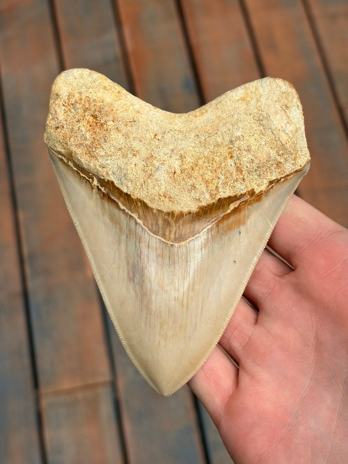 Fossiele haaientand megalodon indonesië, Ophalen of Verzenden, Fossiel