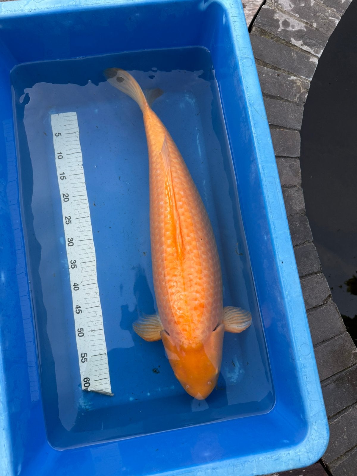 Kigoi soragoi kohaku sanke, Dieren en Toebehoren, Vis