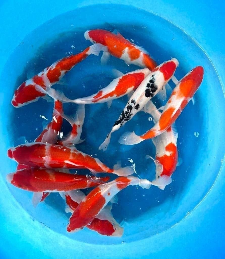 Grote keus Japankoi 10 tot 55 cm groot, NU seizoenopruiming, Karper of Koi