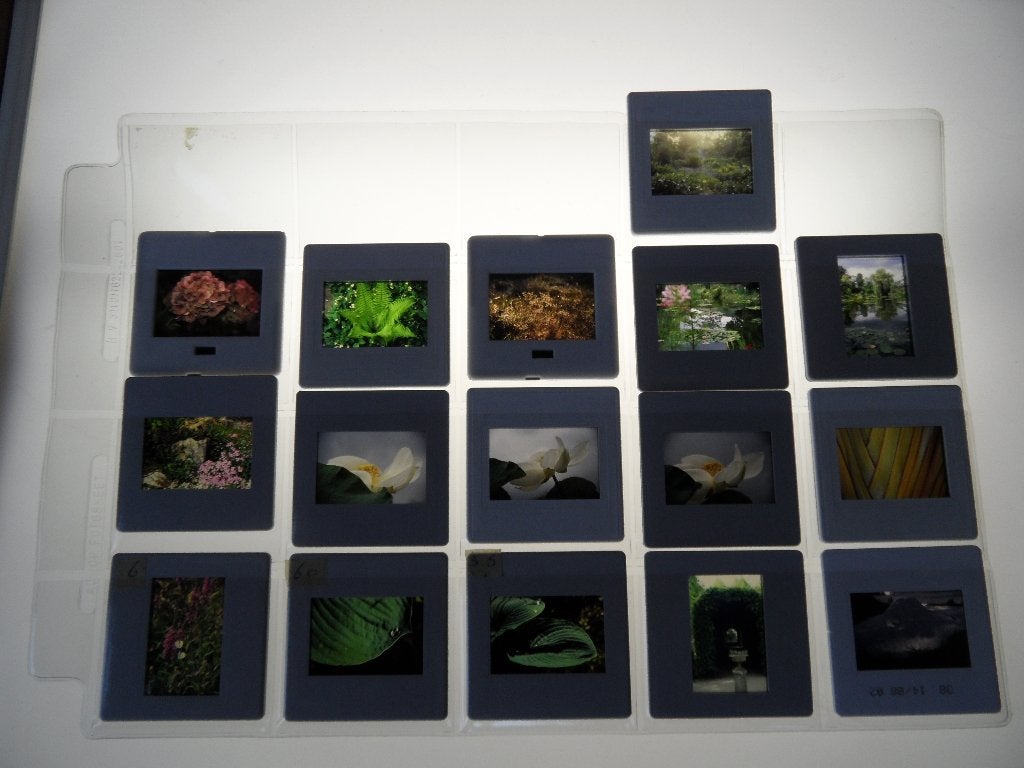 bloemen  16x  dia  helder en scherp  in beschermhoesjes 1987, Natuur, Verzenden, 1980 tot heden, Foto