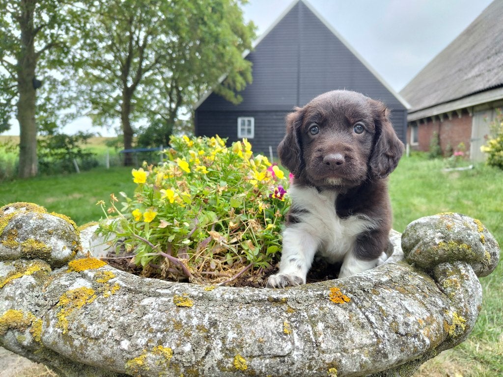 6 Raszuivere Friese Stabij Pups Zwartbont en Bruinbont, Overige rassen, 8 tot 15 weken, Meerdere, Meerdere dieren
