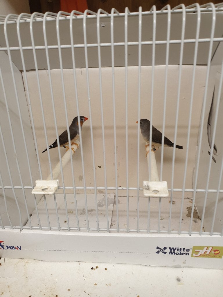 Zeer mooie kleine zuiver timor zebravinken TT klassen, Meerdere dieren, Tropenvogel, Geringd
