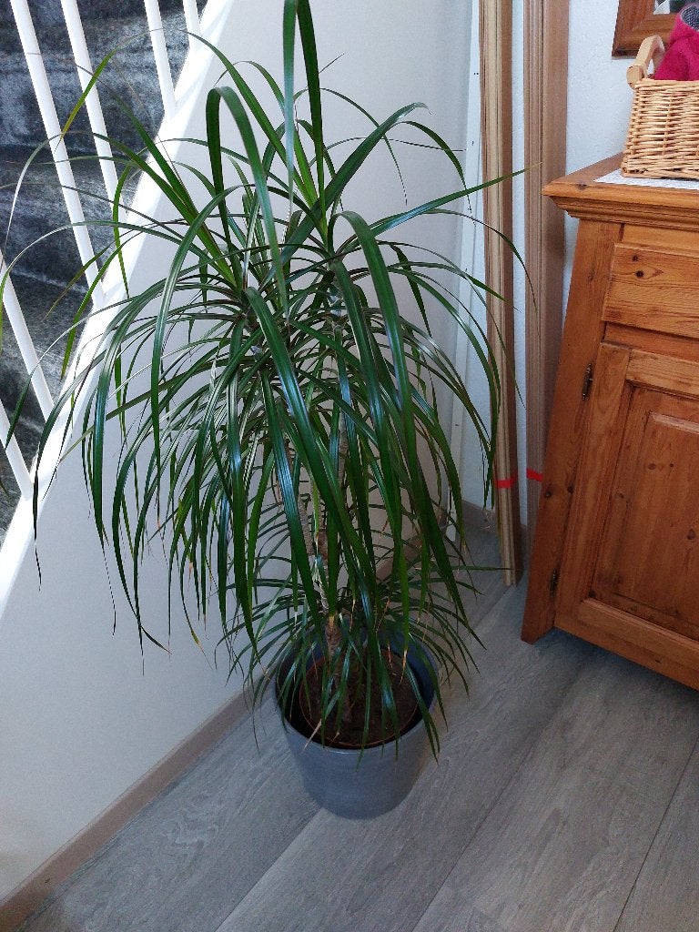 Kamerplant, Ophalen, 100 tot 150 cm, Overige soorten, Halfschaduw