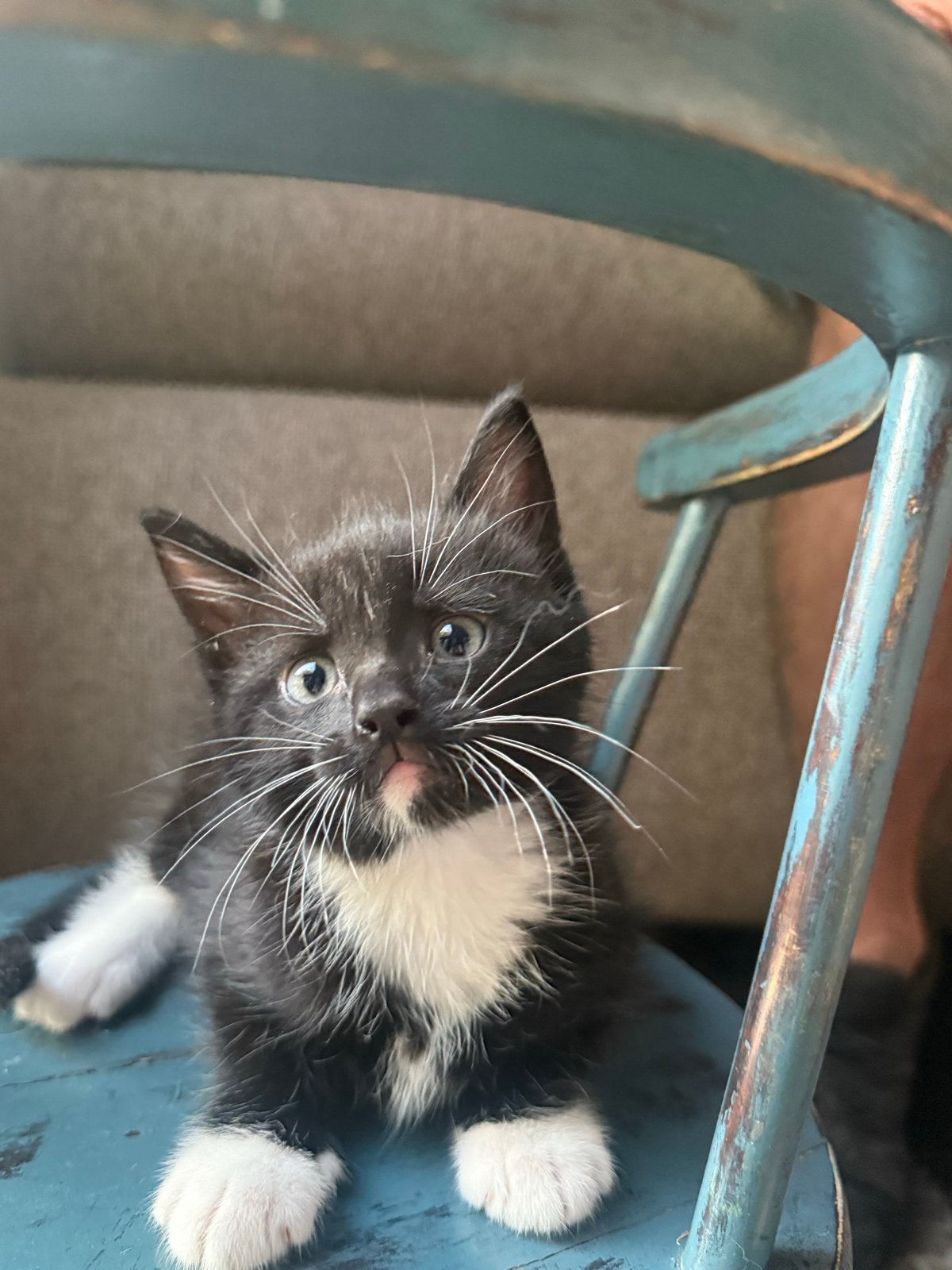 Ragdoll kittens kruising, Dieren en Toebehoren, Meerdere dieren