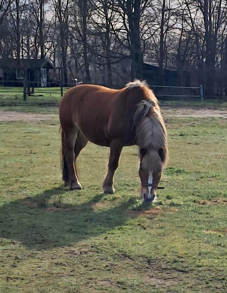 Gezocht stalling in OIRSCHOT of directe omgeving., Stalling