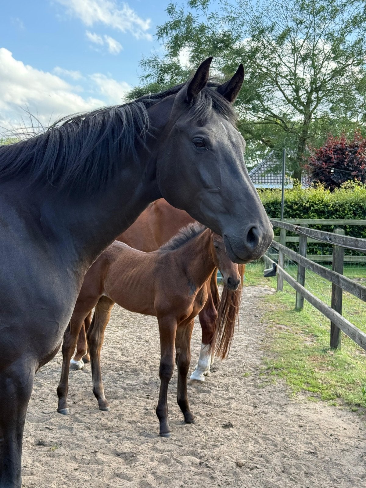 Merrie voor de toekomst, Dieren en Toebehoren, Paarden, Merrie, Met stamboom, Dressuurpaard, Zadelmak