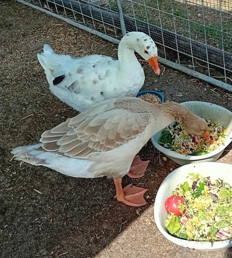 Wit gans gent met zwart/grijze spikkels, Dieren en Toebehoren, Pluimvee, Mannelijk, Gans of Zwaan