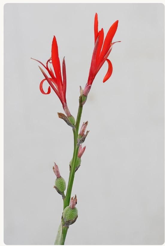 10 x Canna Paniculata zaden, Ophalen of Verzenden, Voorjaar, Volle zon, Zaad
