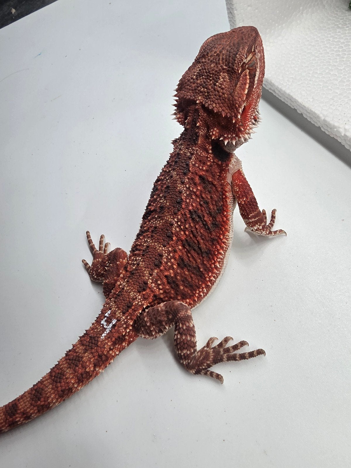dark red monster, vrouw, het hypo, Hagedis, 0 tot 2 jaar