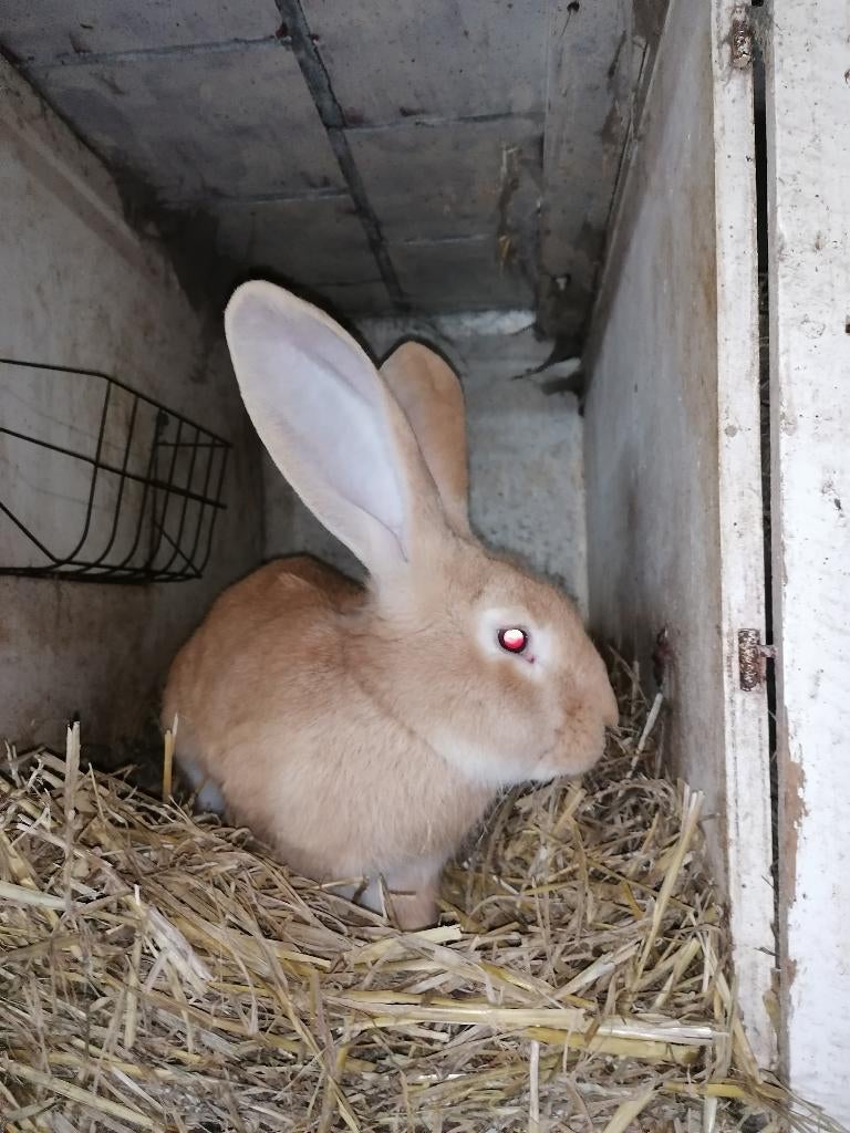Gele Vlaamse reus/ dekram, Mannelijk, Groot, 0 tot 2 jaar
