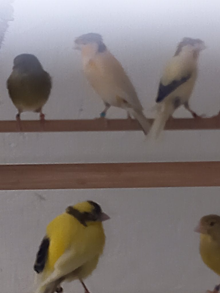4 koppels kanaries te koop, Dieren en Toebehoren, Meerdere dieren, Kleurkanarie