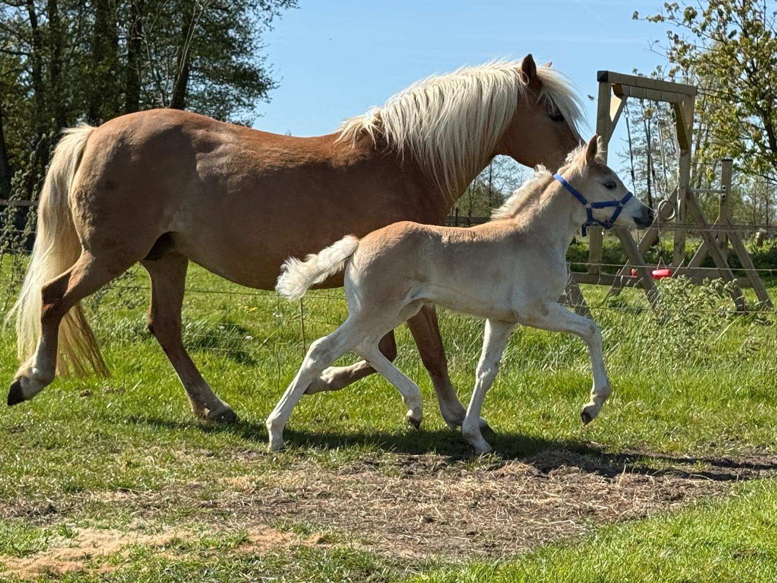 Haflinger veulen, Dieren en Toebehoren, Pony's, E pony (1.48m - 1.57m), Dressuurpony, Niet van toepassing, 0 tot 2 jaar