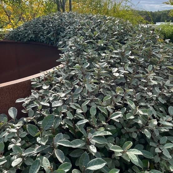 Olijfwilf haagplanten. Elaeagnus ebbingei. P9 plantgoed., Ophalen of Verzenden, Overige soorten, Haag, 100 tot 250 cm
