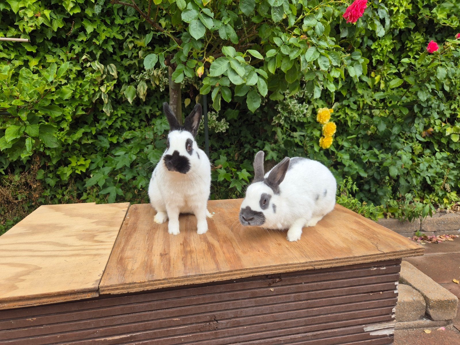 Lotharingerdwergen, Dieren en Toebehoren, Konijnen, Vrouwelijk, Dwerg, 0 tot 2 jaar