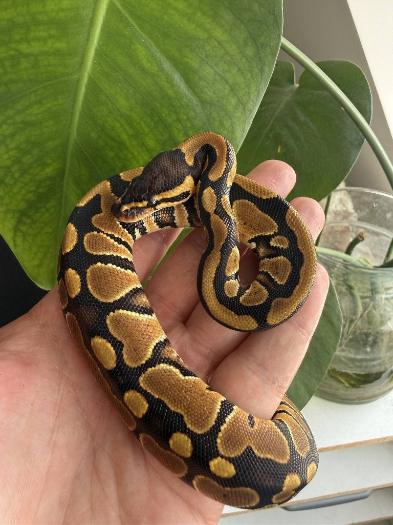 Baby mannetje koningspython het clown Ball Python photo 2