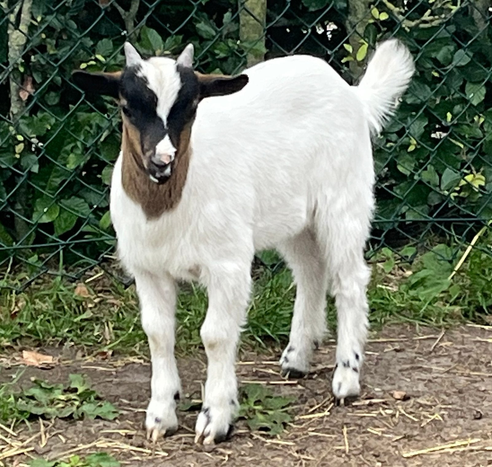 Boerderij geitjes (bokjes) te koop, Dieren en Toebehoren, Mannelijk, Geit
