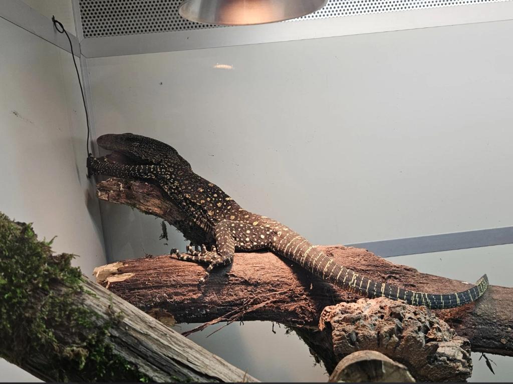 varanus salvadorii Varan-crocodile Monitor Lizard - unknown for sale from reptile900