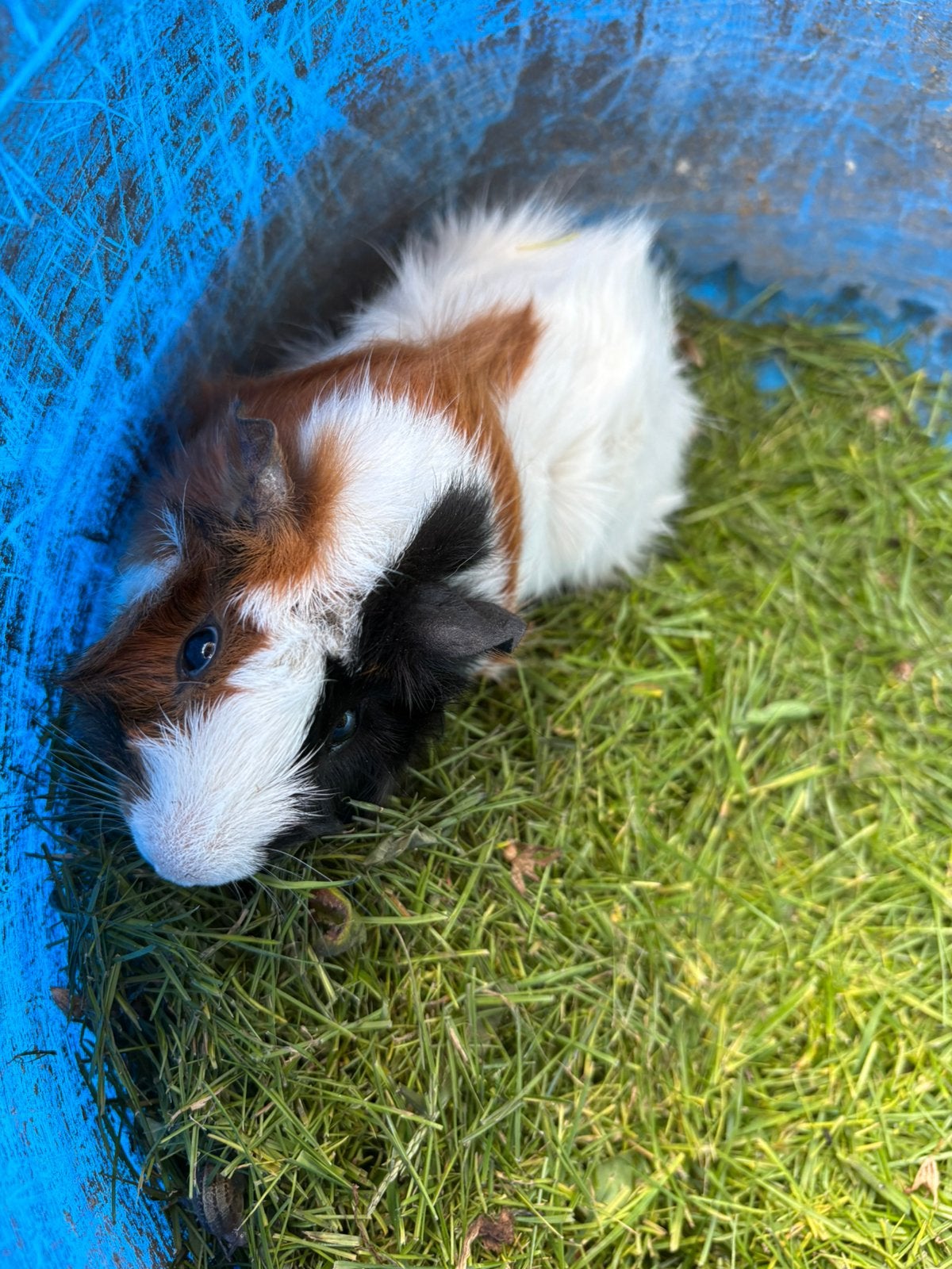 Cavia beertje, Dieren en Toebehoren, Cavia, Mannelijk, Juli, Tam