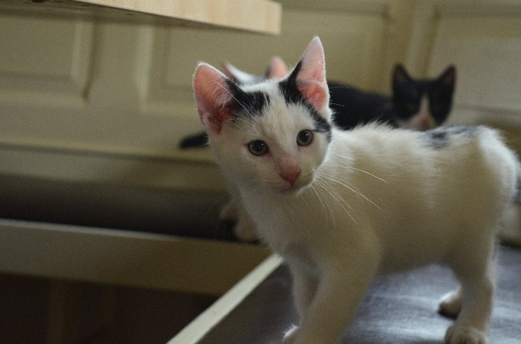 Tuxedo Kitten, Kater, Kortharig, 0 tot 2 jaar