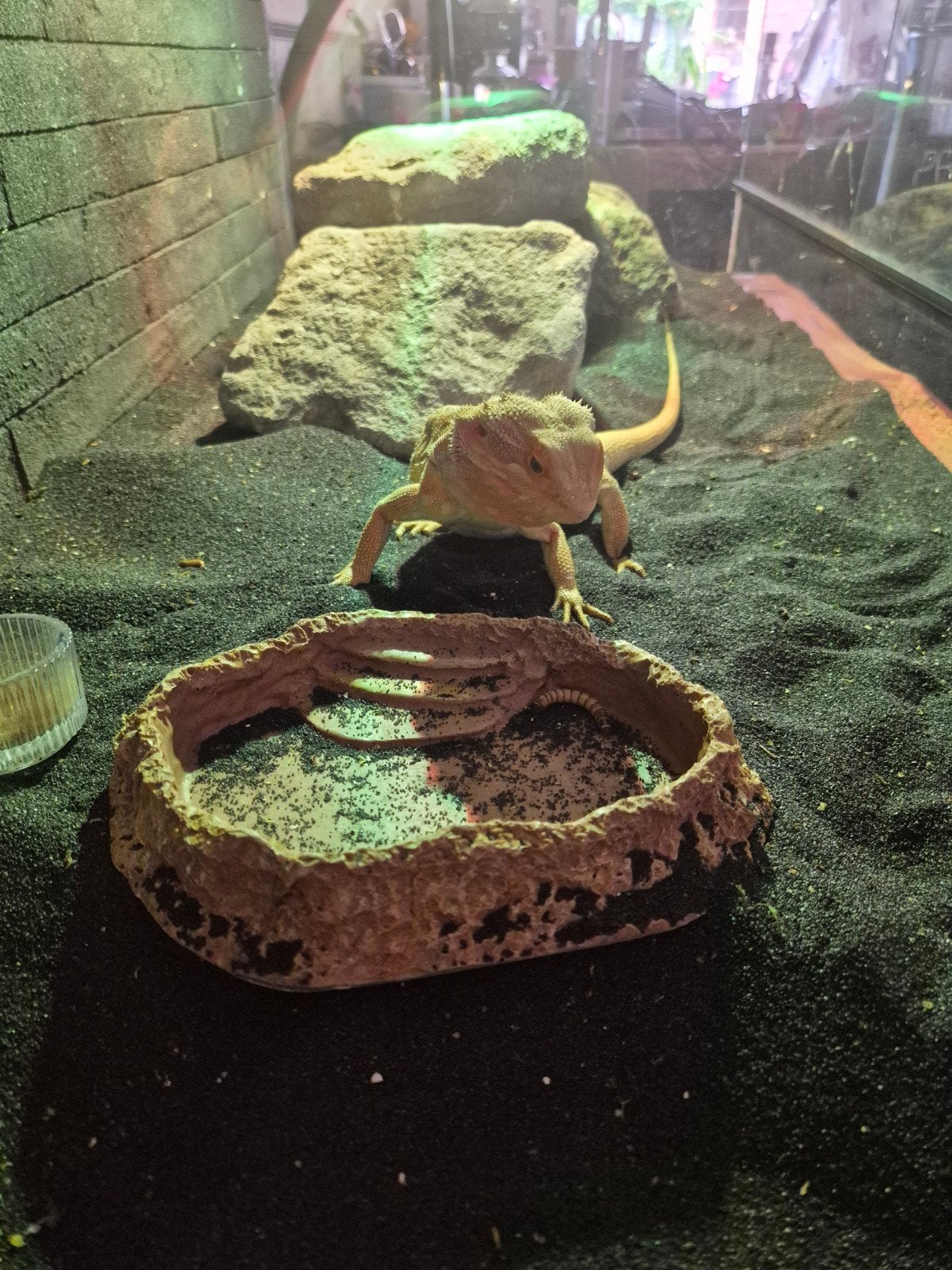 Red leatherback baardagaam Bearded Dragon - male for sale from Adeline Dijk