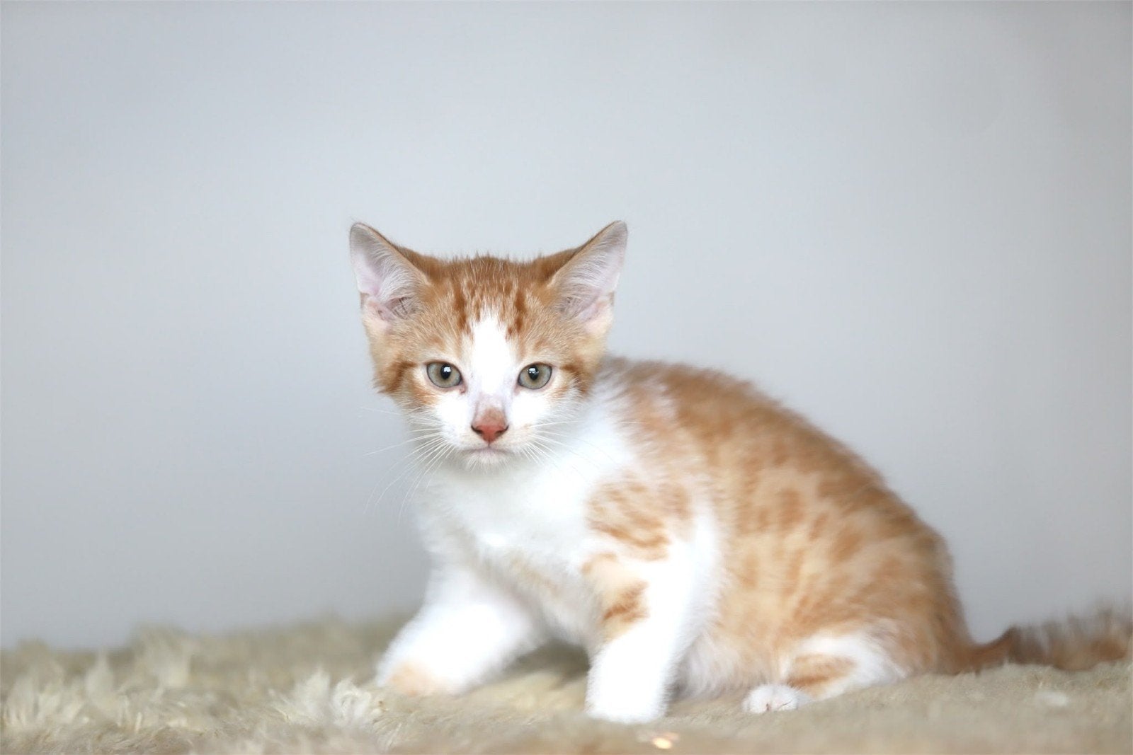 Rood-witte kittens zoeken een nieuw thuis, Meerdere dieren, Kortharig, 0 tot 2 jaar