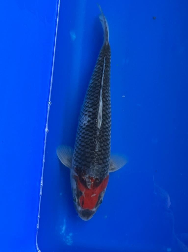 Goshiki, Dieren en Toebehoren, Vissen | Vijvervissen, Karper of Koi