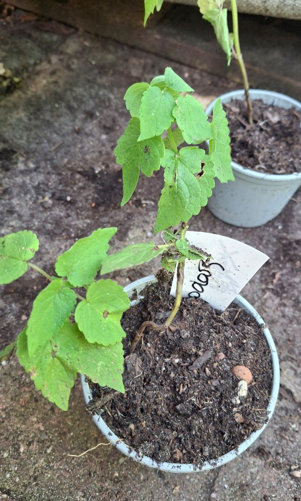 Dropplant paars, Ophalen of Verzenden, Minder dan 100 cm, Overige soorten, Zomer