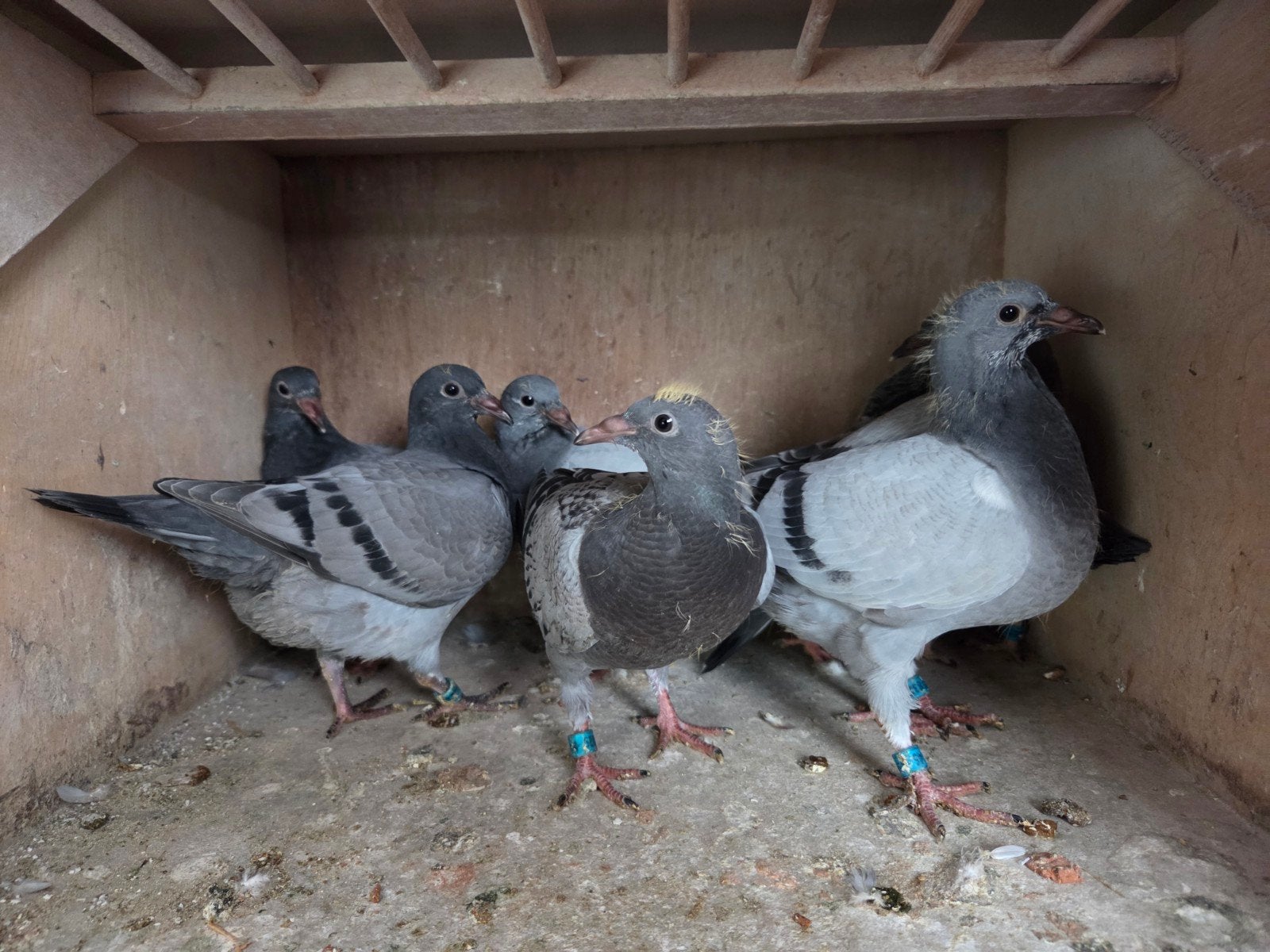 jongen uit de beste vliegers., Dieren en Toebehoren, Vogels | Duiven, Meerdere dieren, Postduif