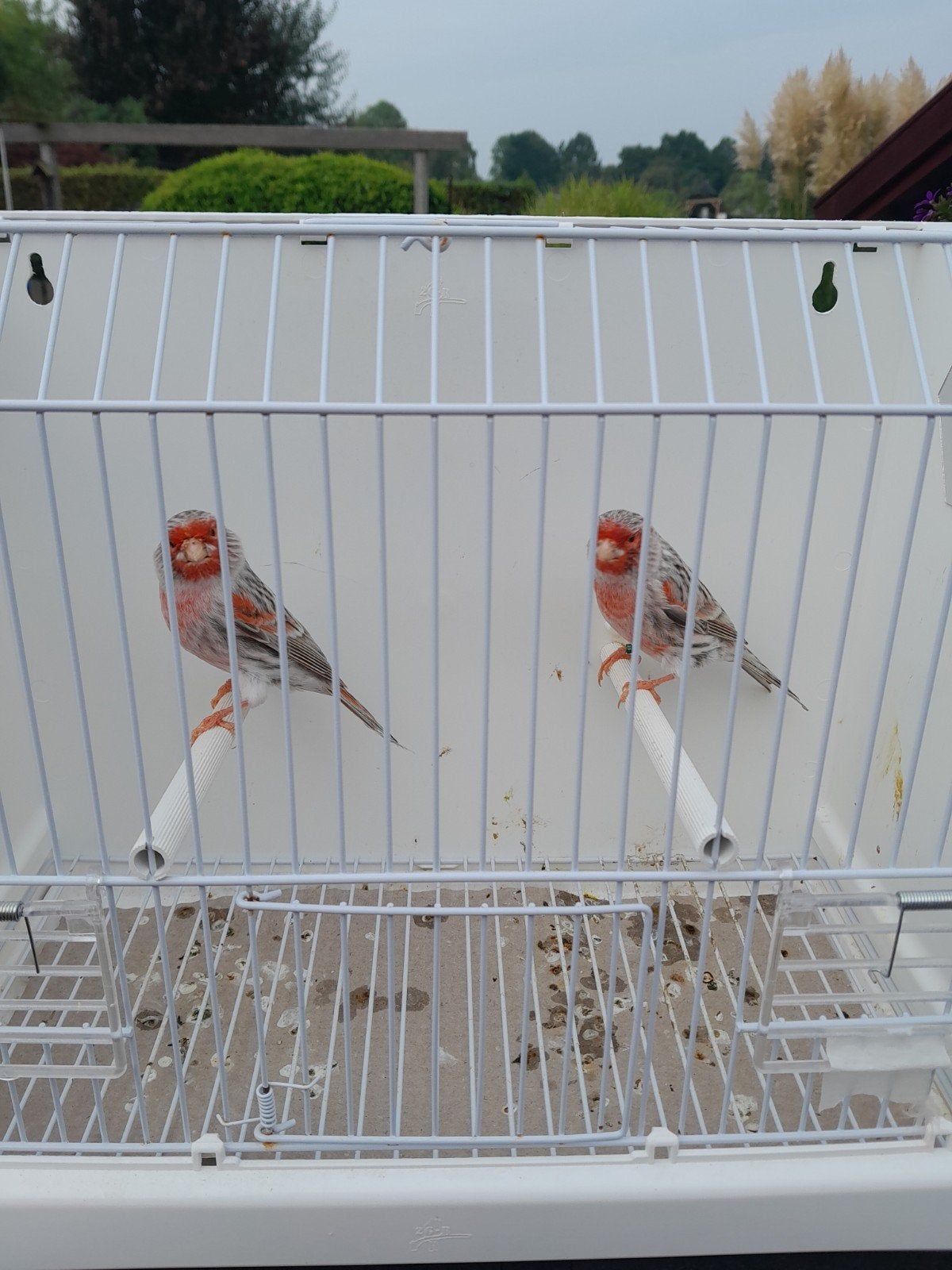 Agaat rood mozaïek, Dieren en Toebehoren, Meerdere dieren, Kleurkanarie