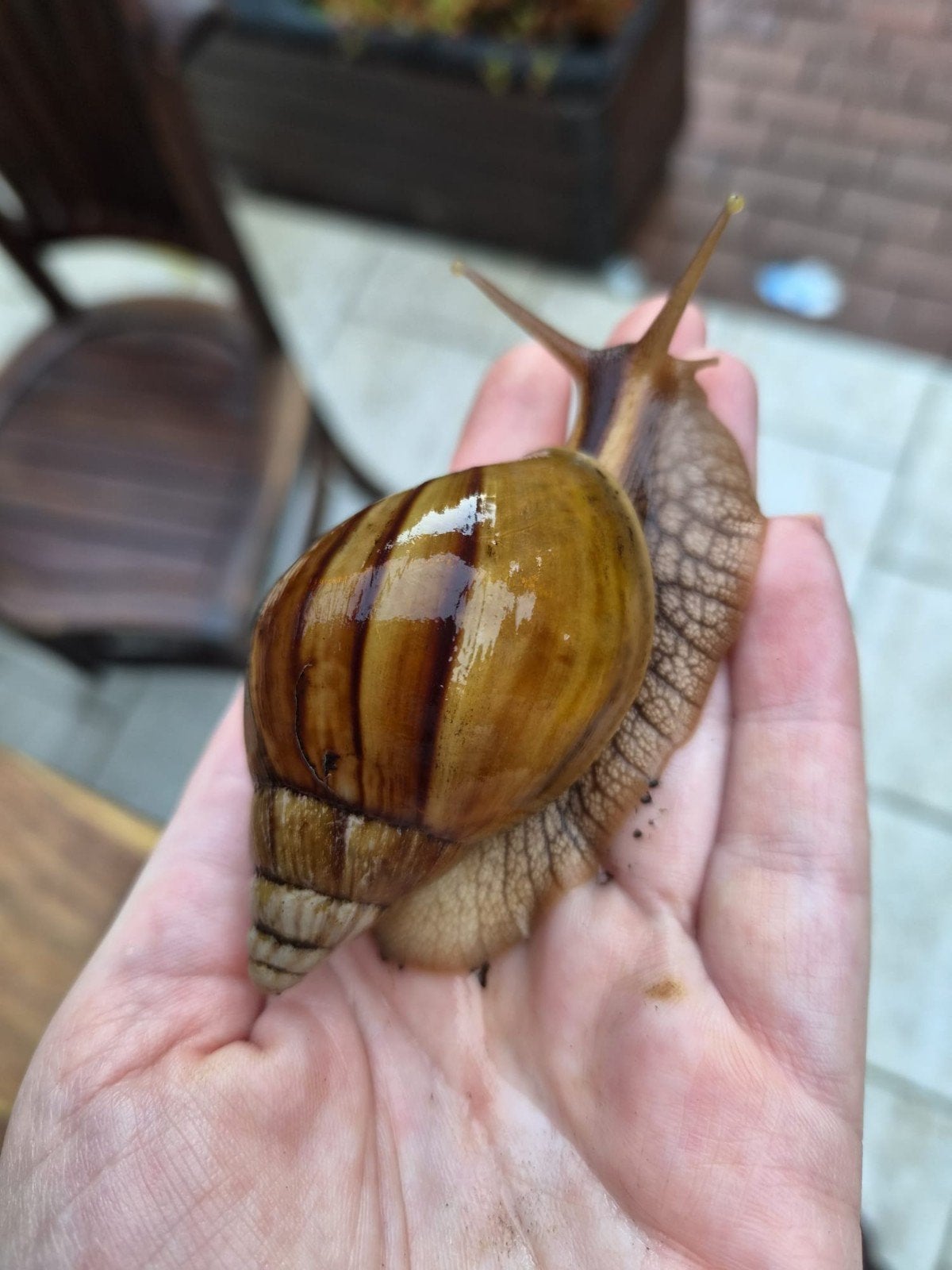 Lissachatina Immaculata, Dieren en Toebehoren, Augustus, Meerdere dieren