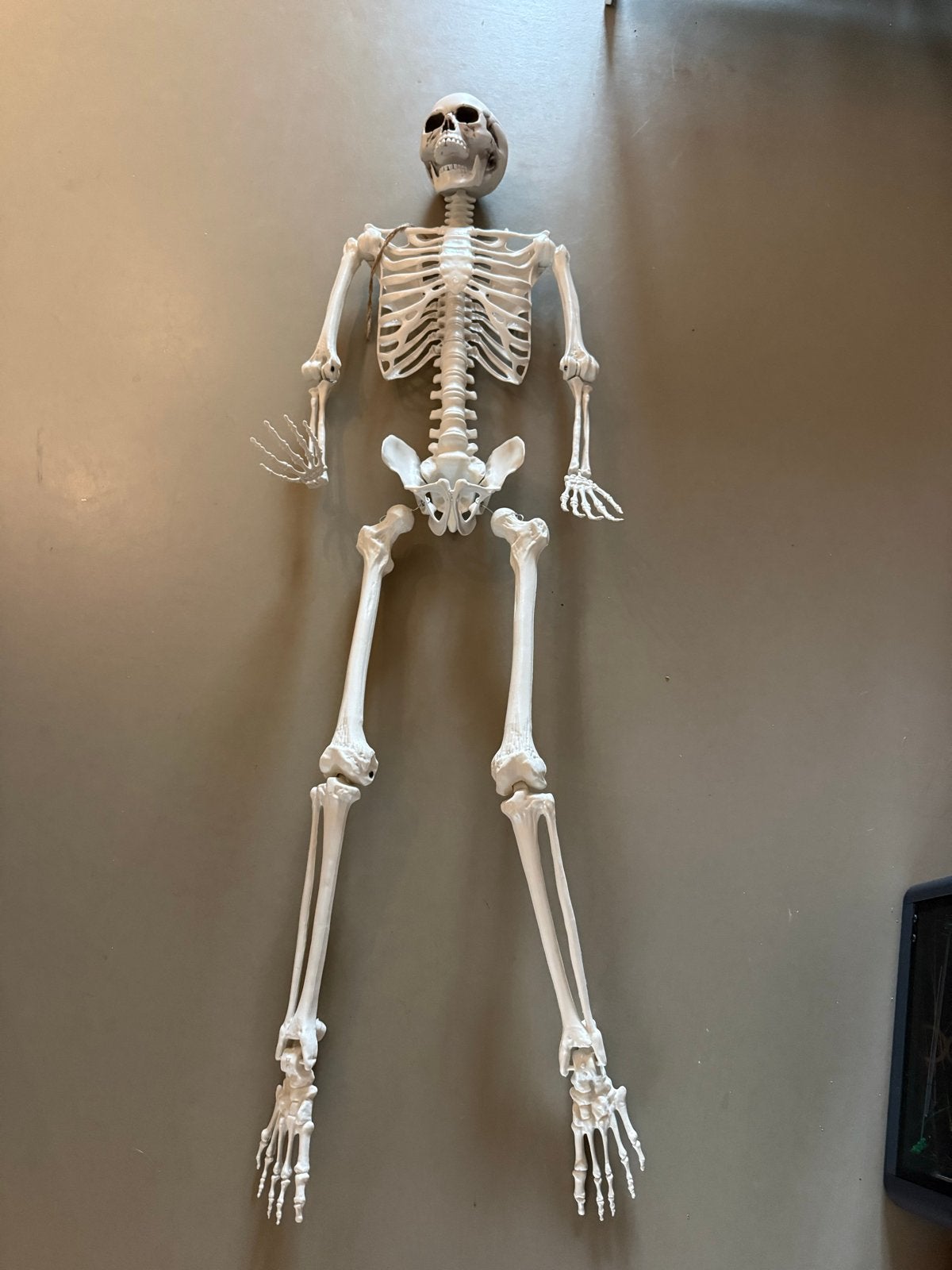 Levensgroot skelet 170cm, Ophalen of Verzenden, Nieuw, Feestartikel, Halloween of Griezel