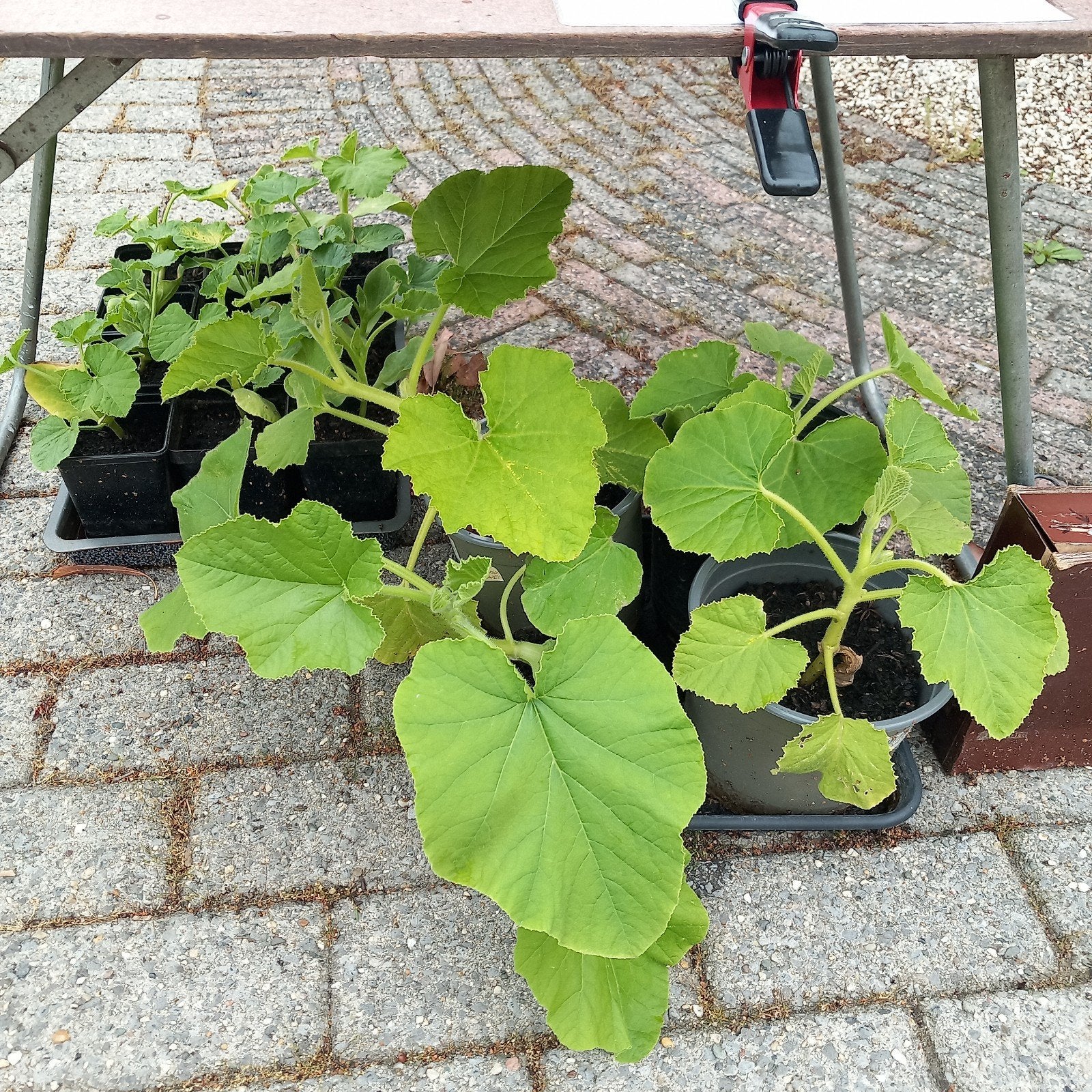 Pompoen plant te koop, Ophalen, Overige soorten, Volle zon