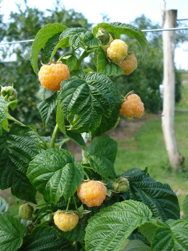 Gele framboos, Tuin en Terras, Ophalen, Volle zon