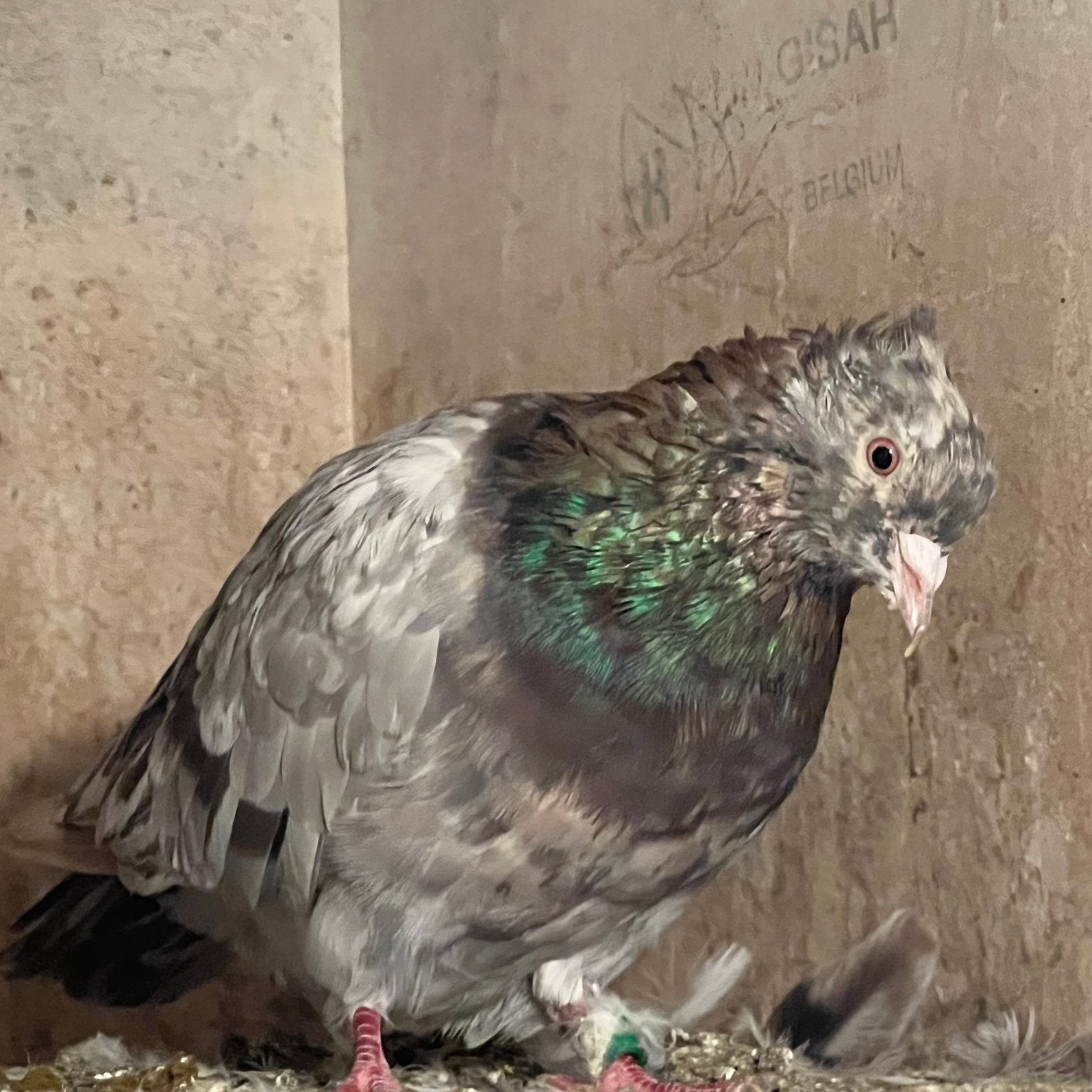 Iraanse duiven, Meerdere dieren