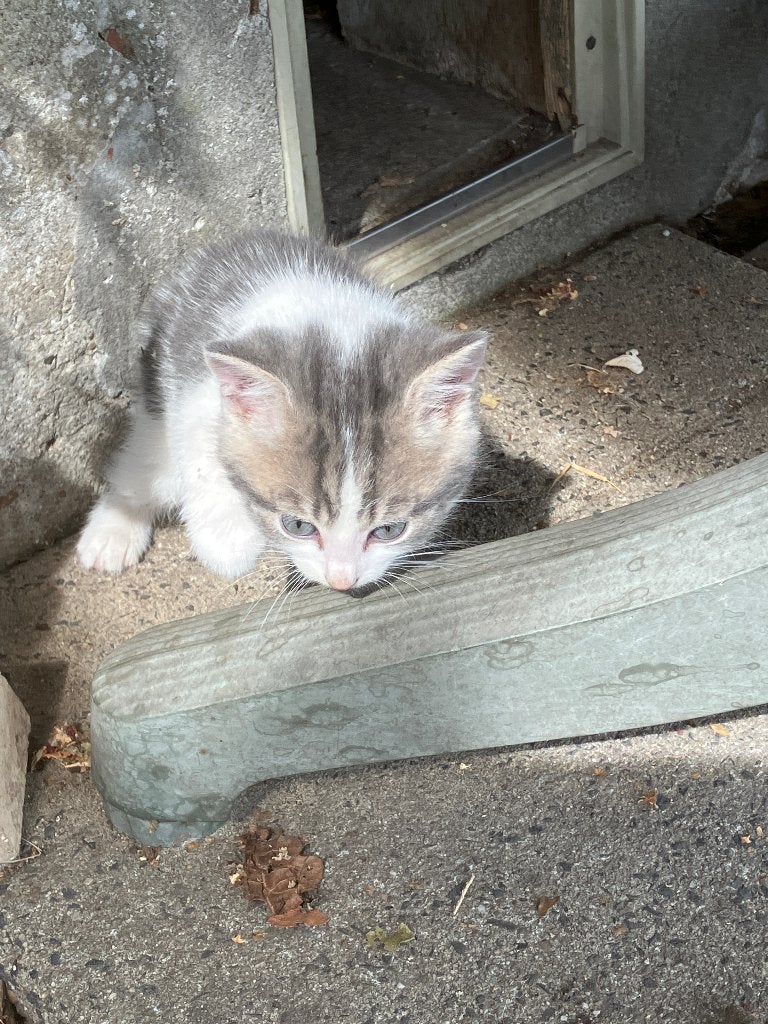 Kittens, Meerdere dieren, Kortharig, 0 tot 2 jaar