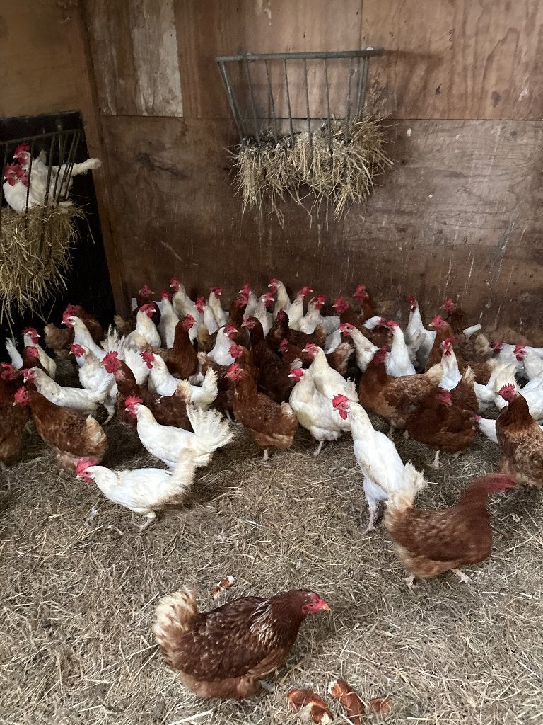 Witte leghorn en bruine kippen, Vrouwelijk, Kip
