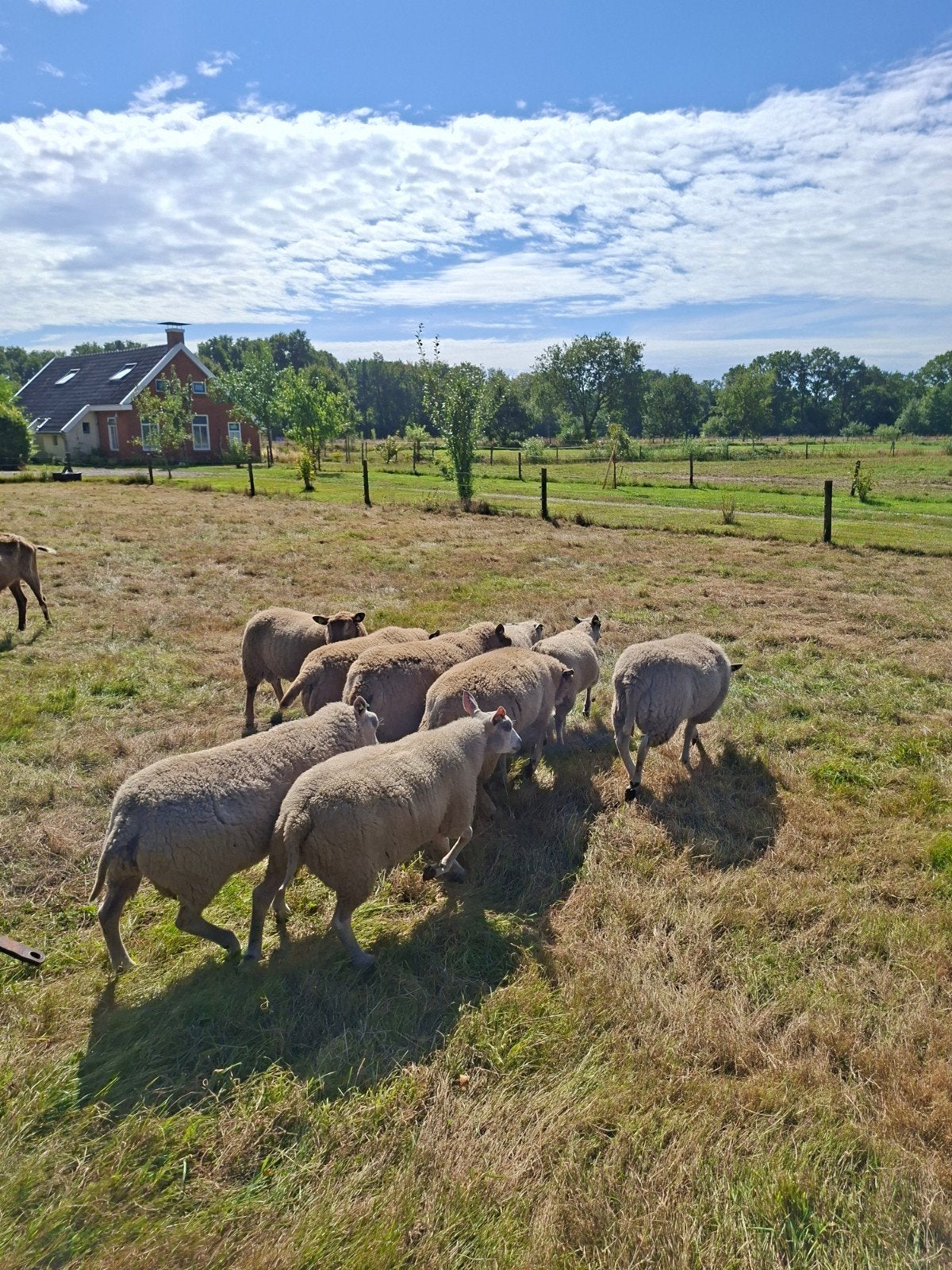 dekrammen dassekop moorit texelaar, Dieren en Toebehoren, Mannelijk, Schaap, 0 tot 2 jaar