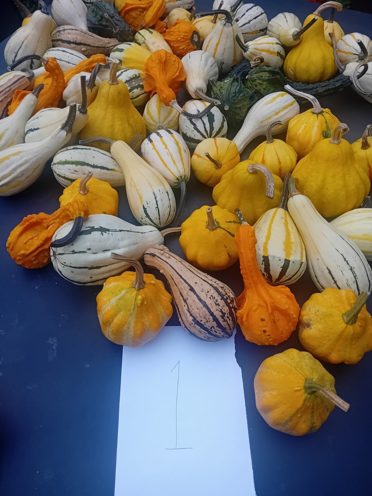 Sier kalebassen en pompoenen, Ophalen of Verzenden