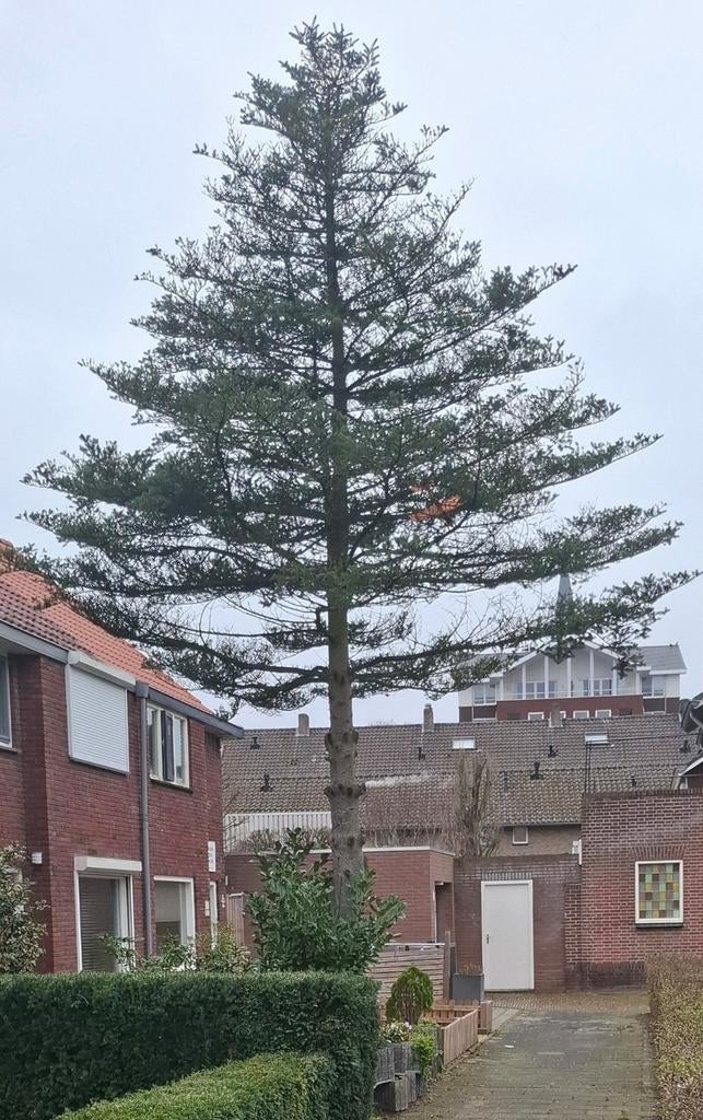 (Gratis)openhaardhout spar, Ophalen, Overige soorten, Volle zon